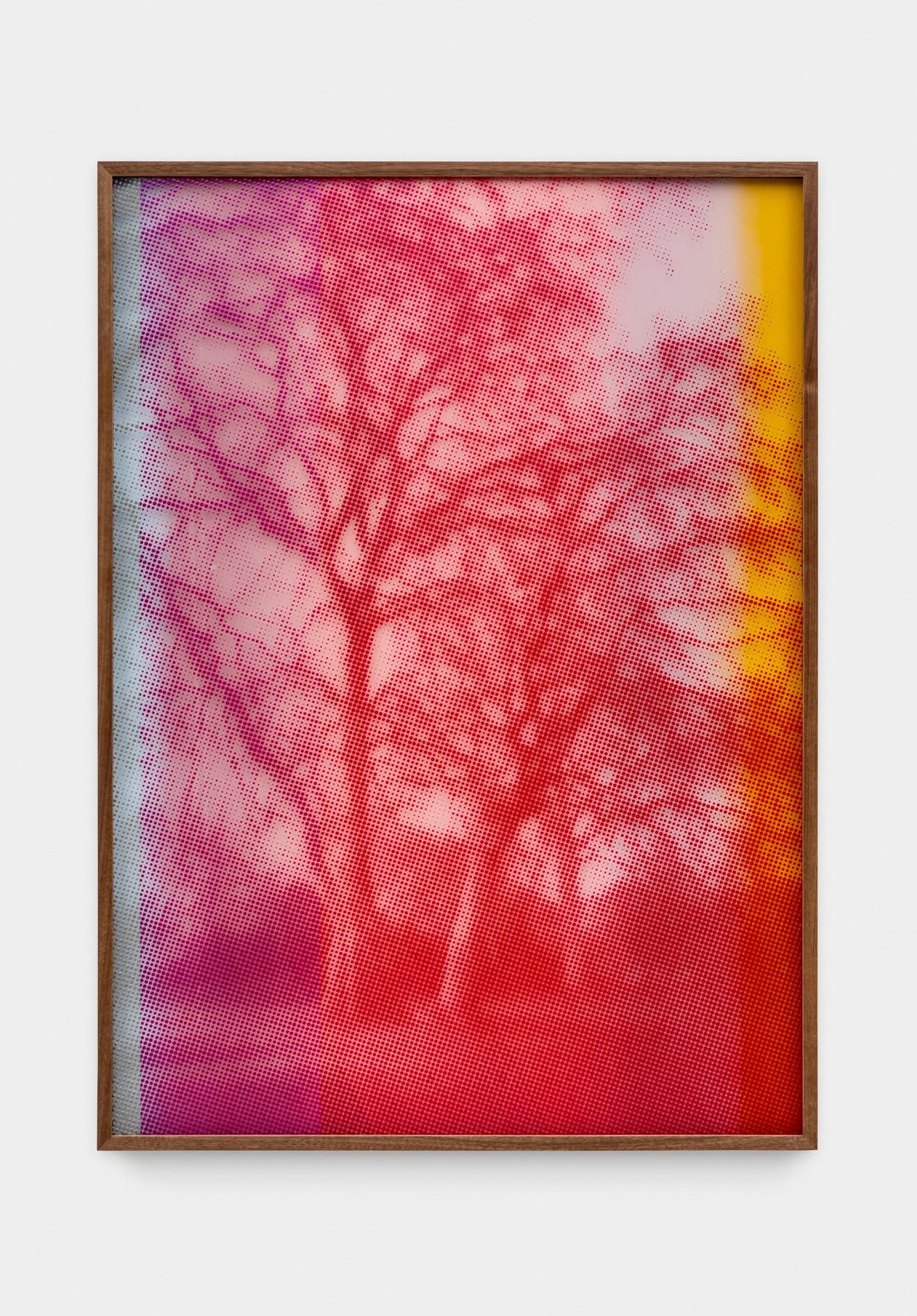 Portrait of a Tree in Pinks